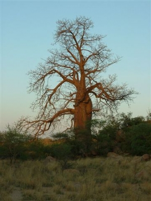 Adansonia digitata in Botswana