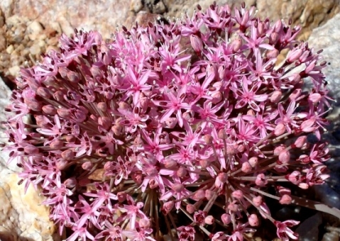 Hessea breviflora inflorescence