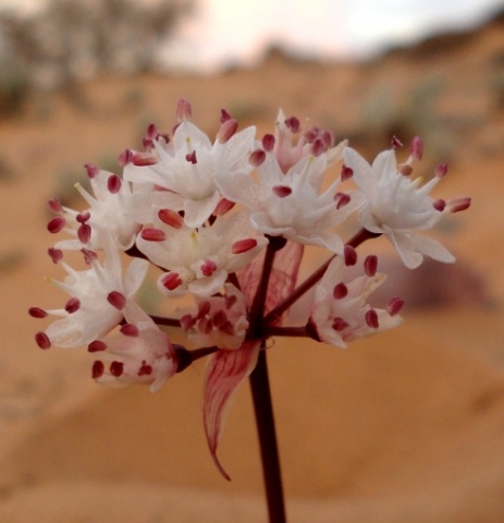 Strumaria bidentata showing fresh desert flowers
