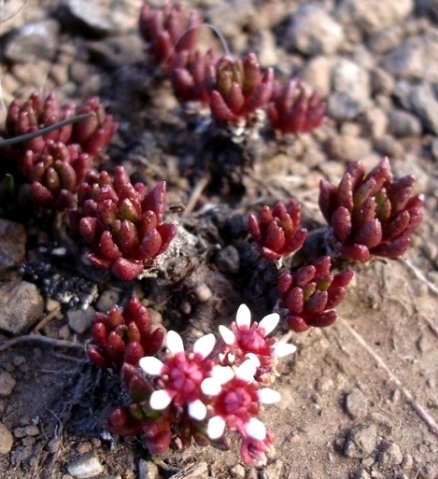 Crassula peploides showing leaves and flowers
