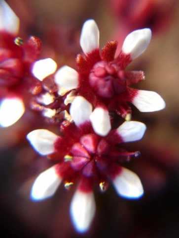 Crassula peploides flowers