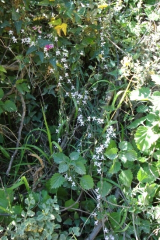 Cyphia sylvatica var. sylvatica flowering in dense vegetation