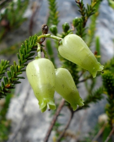 Erica urna-viridis at Silvermine