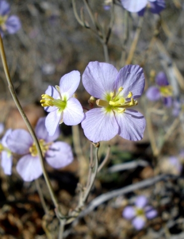Heliophila suavissima flower