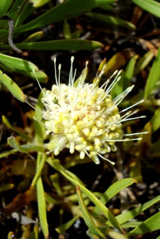 Leucospermum bolusii flowerhead