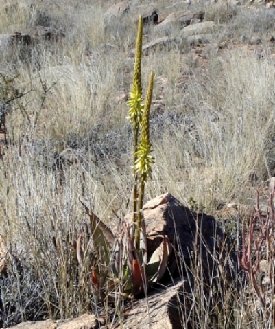 Aloe gariepensis in winter grass