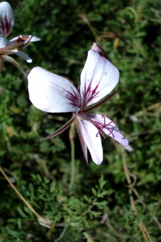 Pelargonium myrrhifolium var. myrrhifolium flower