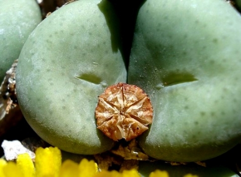 Conophytum flavum subsp. flavum with fruit capsule