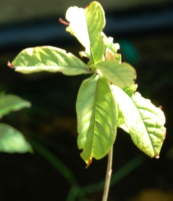 Combretum bracteosum leaves