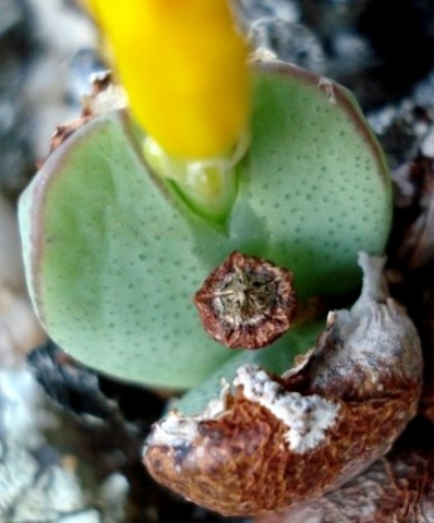 Conophytum bilobum close-up