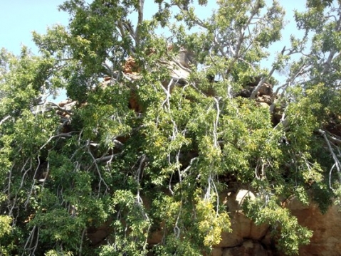 Ficus cordata subsp. cordata