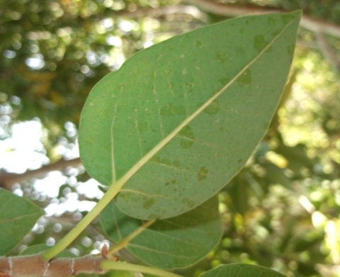 Ficus cordata subsp. cordata leaf
