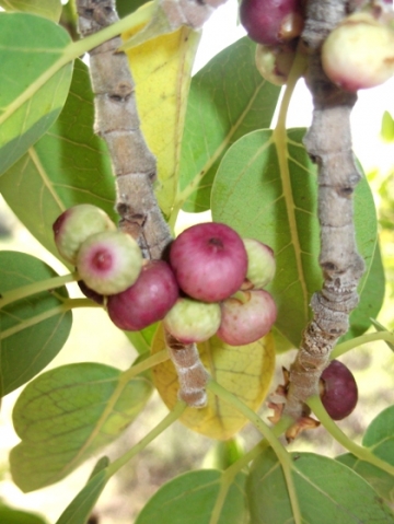 Ficus cordata subsp. cordata bearing figs