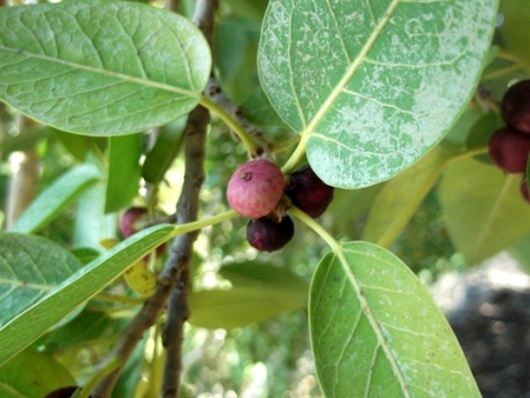 Ficus cordata subsp. cordata, the Namaqua rock fig