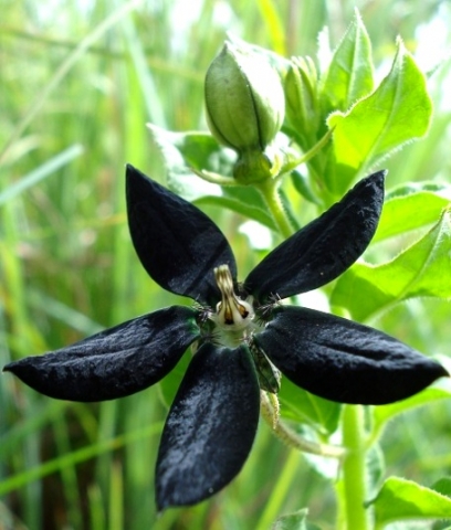 Brachystelma gerrardii flower