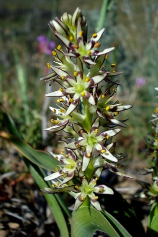 Wurmbea variabilis flowers