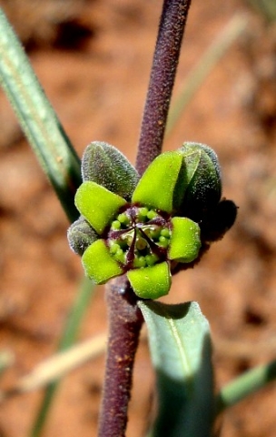 Raphionacme velutina flower