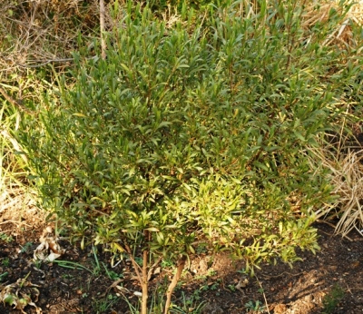 Dodonaea viscosa var. angustifolia young shrub
