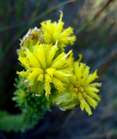 Pteronia stricta var. stricta flowerheads