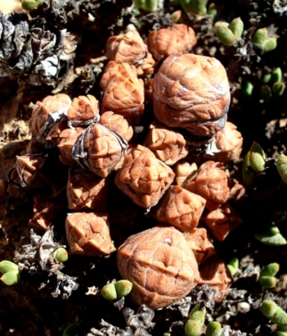 Crassula columnaris subsp. prolifera