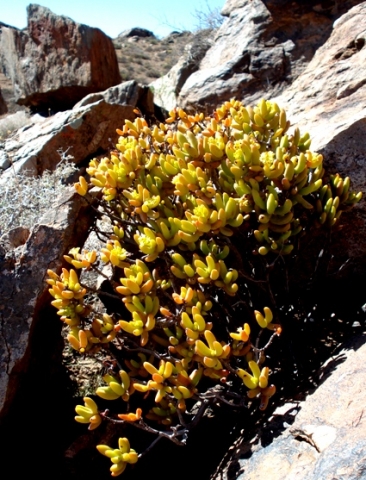 Crassula brevifolia subsp. brevifolia