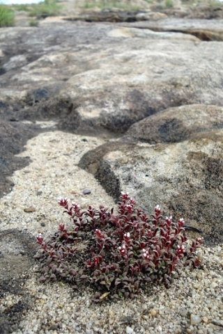 Crassula setulosa on the rocks