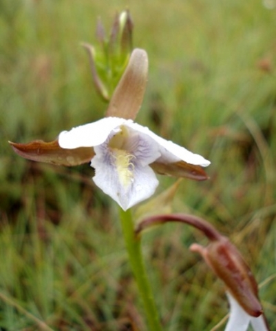 Eulophia ovalis subsp. ovalis