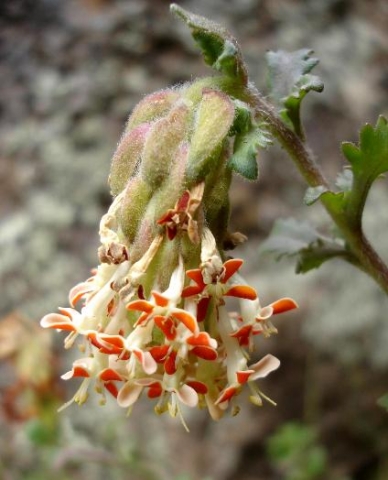 Glumicalyx flanaganii flowers