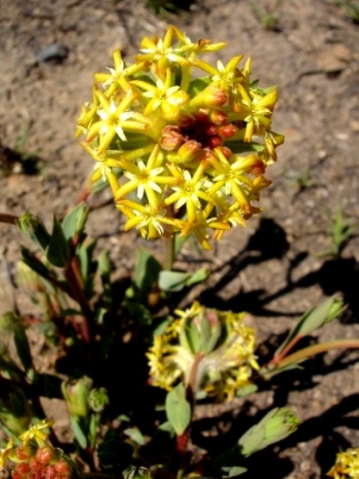 Lasiosiphon kraussianus var. kraussianus flowers
