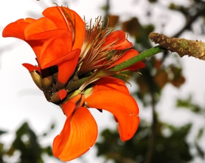 Erythrina latissima flower near Port Edward