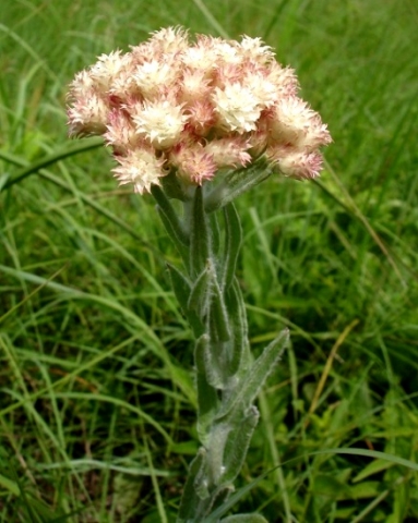 Helichrysum appendiculatum