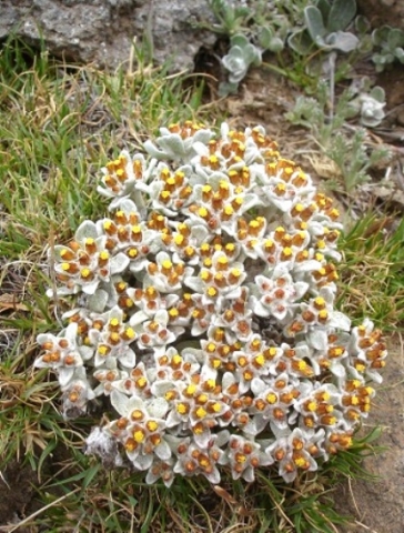 Helichrysum lineatum
