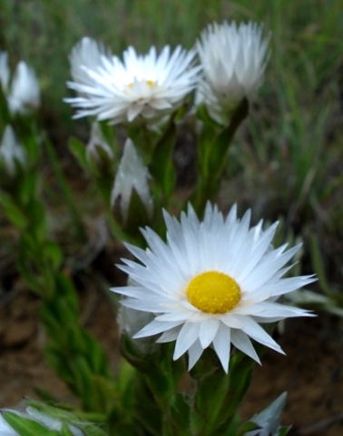 Helichrysum monticola
