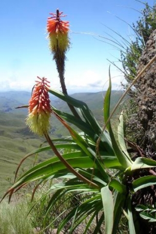 Kniphofia caulescens in the Drakensberg