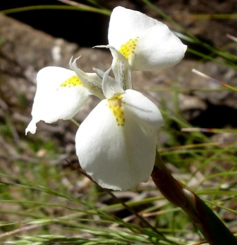 Moraea albicuspa flower