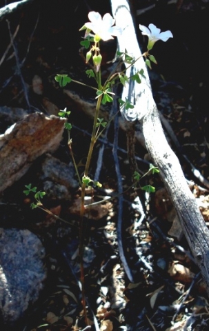 Oxalis rubricallosa, the plant