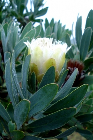 Protea subvestita flowerhead