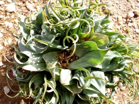 Colchicum circinatum subsp. circinatum