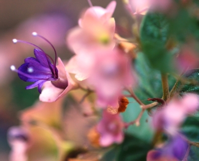Karomia speciosa forma speciosa flowers