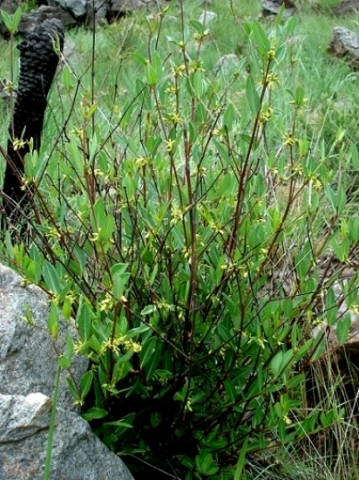 Cryptolepis oblongifolia, better known as bokhorings