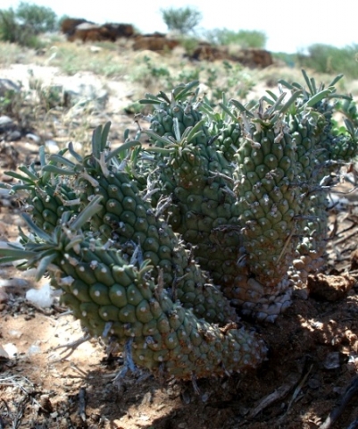 Euphorbia rudis showing typical stem surfaces