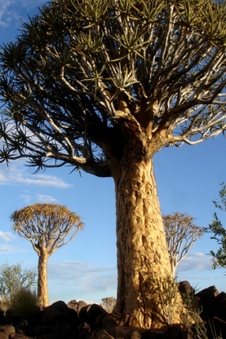 Aloidendron dichotomum in southern Namibia