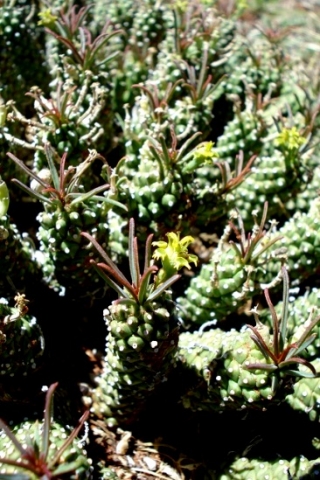 Euphorbia bergii stems