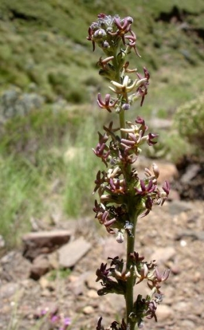 Manulea crassifolia subsp. thodeana