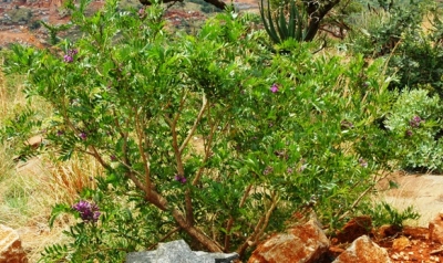 Mundulea sericea subsp. sericea in Sekukhuniland