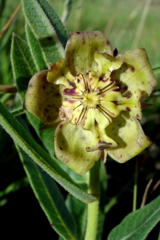 Pachycarpus plicatus flower