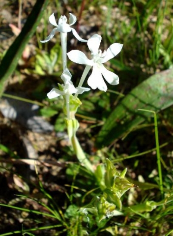 Lapeirousia jacquinii rare white flowers