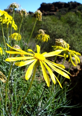 Euryops speciosissimus flowering