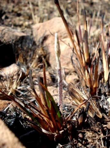 Holothrix randii emerging in burnt veld