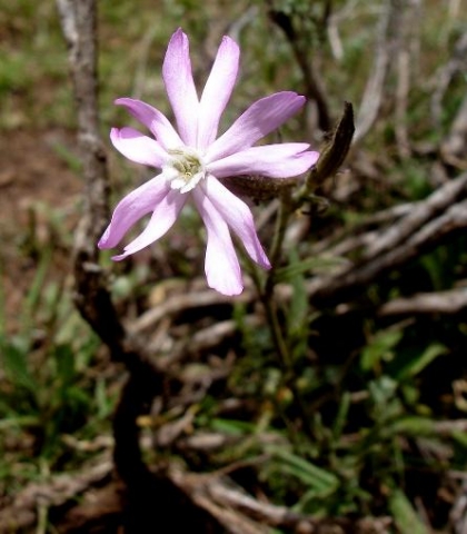 Silene bellidioides flower